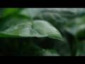 E Ku U Morning Dew By:Isreal IZ Kamakawiwo Ole