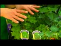 Steins Gardens and Gifts herbs