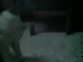 La Gata y Los Tallarines