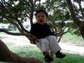 Tree Sitting