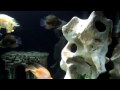 acquario 130 litri+luce lunare