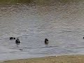 Fighting Coots Fighting Coots