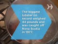 how to boil a lobster