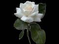 ASKIMA SENİ SEVİYORUM ASKIM BİTANEM