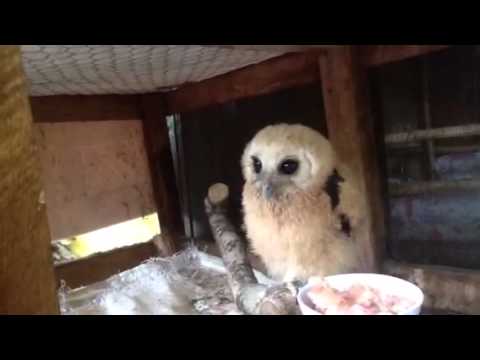 how to take care of a baby owl