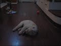 Aibo so so so so CUTE!!!