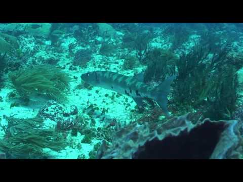 Plongee Mexique Playa et Cenotes