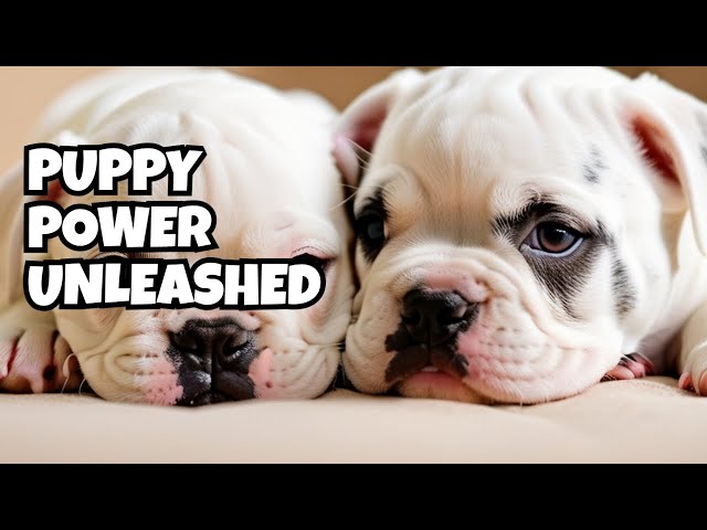❤️Heart Stealers: Fall in Love with Our American Bulldog Puppies in Dogs & Puppies for Rehoming in City of Toronto