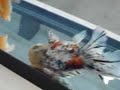 A movie of most of the fancy goldfish entered into the show