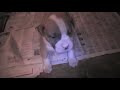 Prince Kimbo & Princess Monet Litter @ 3 and a half weeks