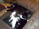 My Two Cats