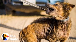 Guy Rescues Coyote-Looking Dog And Can't Believe What He Looks Like Two Years Later | The Dodo by The Dodo