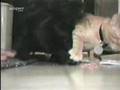 El gato egoísta
