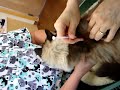 Rags 18-year-old Ragdoll B12 Shots Acupressure Round 2