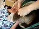 YouTube - Rags 18-year-old Ragdoll B12 Shots Acupressure Round 2