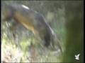 Combats in the hierarchical phase - Fallow deer