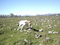 My pointer dog 10 month, learning partridge hunting