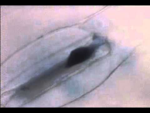 how to isolate spore forming bacteria from soil