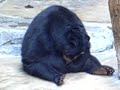 self fellating sun bear self fellating sun bear