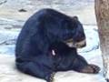 self fellating sun bear