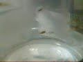 Baby Guppies
