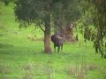 old-sambar-stag.html
