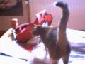 mon chat