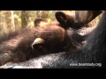 May 17, 2012 - Jewel the Black Bear - Time to Eat!