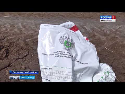 О превышении токсичности в почве Волгоградской области