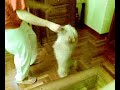 Lucho Lucho