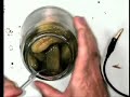 The Electric Pickle