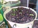 My Patio Garden from the Front - May 26, 2008