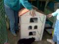 Une Maison pour chats à Beauregard