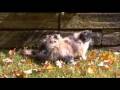 Animal Planet Cats 101 Persian Doll Face Chinchilla Silver and Golden