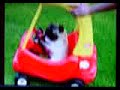 Xtreme PUG DRIVING!  Watch Out!!