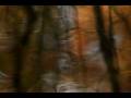 Organic_Images_Youtube.mov