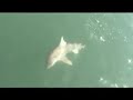 Xtreme Shark Fishing
