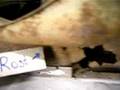 VW garaget - criminal rust!