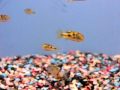 videos de Pea Puffers (Let's Learn Fish) at LFS