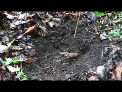 how to transplant native trees