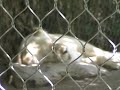 White Lion