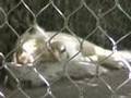 White Lion