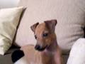 Italian Greyhound video