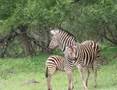 kruger national park