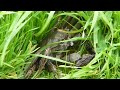 London Wetland Centre - Crab 2