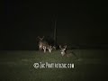 BIG ASS DEER