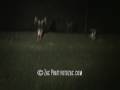 BIG ASS DEER