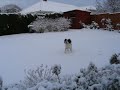 Springer Spaniel in snow  - My Garden