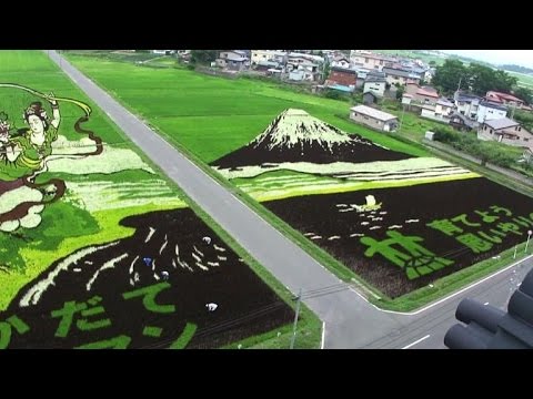 Japanese farmers turn rice fields into paintings