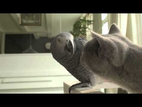 Simpel reclame met papegaai.